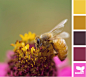 彩色蜜蜂