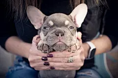 点击来源直接获取大图文件 |Sleepy French blue bulldog puppy face held in a woman's hands