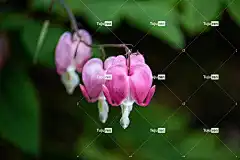 哭泣的心 花 观赏植物 花卉背景 植物 美丽的花朵 自然 花壁纸