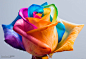 彩虹玫瑰是人工染色的玫瑰，有玫瑰，菊花，康乃馨，绣球花，有些品种的兰花也能以这种方式被制作。