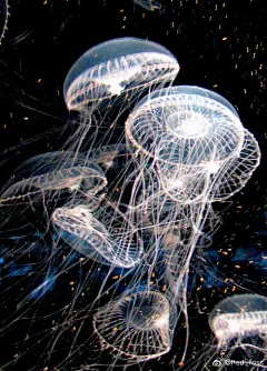 海洋中的精灵 动物超话 #水母# 壁纸超话 ​​​​