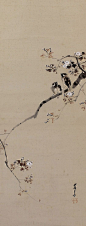 Sparrow in Cherry Blossom. Japanese hanging scroll painting.