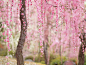 21 Of The Most Beautiful Japanese Cherry Blossom Photos Of 2014 : Although the sakura, or cherry blossom, tends to be associated with Japanese culture, this delicate pink blossom's beauty is appreciated in cities around the world. Come springtime, these s
