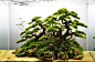 Driftwood and java moss faux bonsai: 