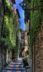 Ivy Walls, Liguria, Italy
photo by roberta
