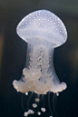 大栗子的相册-jellyfish#生物#