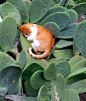 cactus, cat, flowers