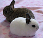 宠物图片：爱化烟熏妆的海棠兔 (4)