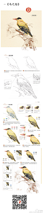 飞乐鸟的照片 - 鸟绘--黑枕黄鹂。