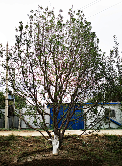 小缸同学采集到植物单体