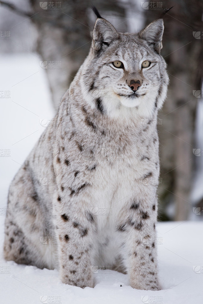 骄傲的猞猁坐在雪地上