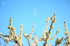 是日立春 - ayet - 图虫摄影网