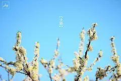 是日立春 - ayet - 图虫摄影网