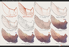 pl张采集到Wing