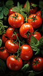 Tomatoes, Illustration, art deco, realism, focus, dynamic background, hyperrealistic, lifelike, detailed, rich colors,