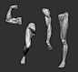 Ecorche Limbs w/ Free Download, Djordje Nagulov : Frustrated with my lazy-hazy knowledge of tough anatomy like forearms, I decided to finally do some ecorche studies. I'm thinking the accuracy is about 90% there.. ish? Anyhow, I've also uploaded the .ztl,