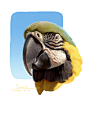 Parrots 2 color study 鹦鹉2色彩练习