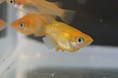 杨贵妃达摩鳉-楊貴妃ダルマメダカ : 比正常观背青鳉的观背达摩鳉鱼更短，是一种半达摩鳉。其中游泳摆动尾巴是很可爱的青鳉。