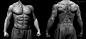 Male Torso, Amin Akhshi : Male Torso by Amin Akhshi on ArtStation.
