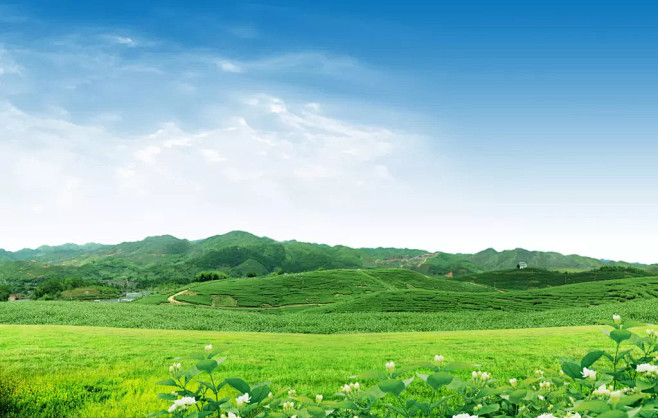 茶山风光