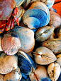 Native and Littleneck Clams