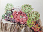手绘多肉植物水彩彩铅油画插画手捧花桃蛋吉娃娃熊童子熊掌碧光环花环乌木tp婴儿手指红宝石生石花屁股紫珍珠
