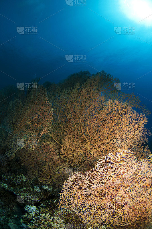 柳珊瑚海扇