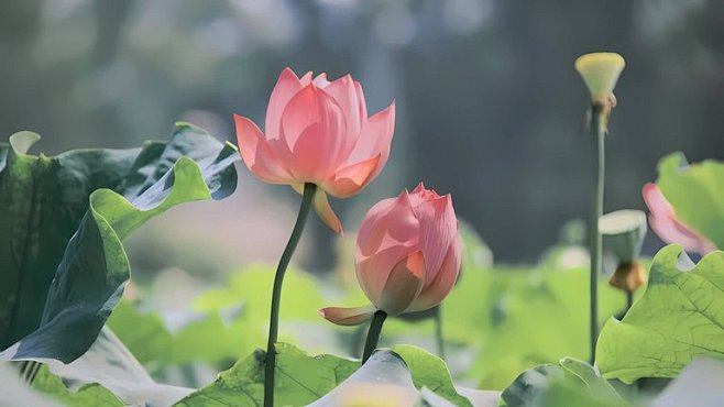 360壁纸