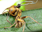 思维控制菌
图片提供：戴维-休斯

       巴西雨林中，在一个“僵尸”蚂蚁的头部，长出了一根真菌植株，该菌是新发现品种，为线形虫草亚属坎波诺蒂-巴尔扎尼种。

       3月，科学家宣布他们的发现，起初，该菌被认为只是一个单一种，即线形虫草亚属单亲种，但是实际上这种真菌有四个不同的种，它们都具有对蚂蚁进行“思维控制”的能力。