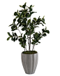 Fiddle-Leaf Fig Tree I - Botanicals - Accessories & Botanicals - Our Products