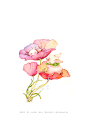 一组水彩治愈森系插画-插画师iger