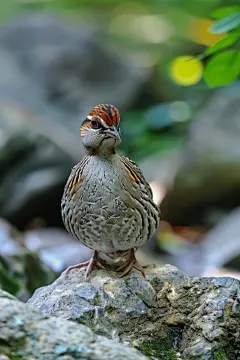 日本鹌鹑农村养殖图片