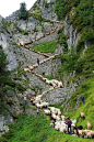 羊群的羊高山步行 ：夏季放牧高高在上的Aletschgletscher的冰川下来的方式，从悬崖上的路径Belalp酒店在瓦莱州，在靠近瑞士Blatten的“Schaeferwochenende”（牧羊人的周末）。  
