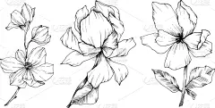 玉兰类,植物学,黑色,壁纸,植物群,春天,乡村风格,花,剪影