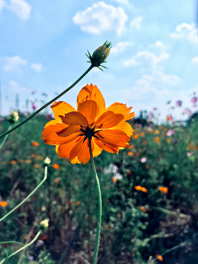 橙色格桑花