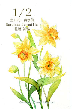 头凉的小白采集到花语