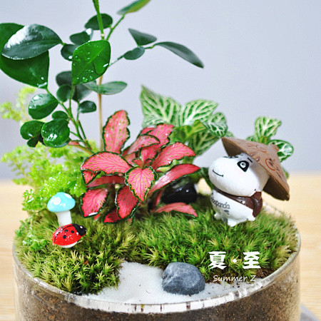 夏至 苔藓微景观创意桌面绿植 带罩DIY...