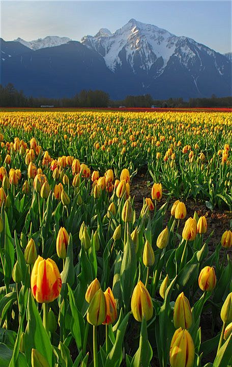 ✮ Tulip Mountain, Br...