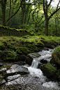 Mossy Wall, Halstock Wood, England
photo via sirena