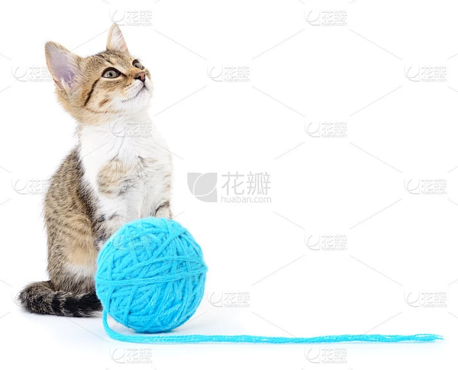 毛线团的猫素材-花瓣网