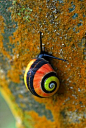 CUBAN PAINTED SNAILPolymita picta©Adrián González Guillén
Polymita picta, common name the &#;8220Cuban land snail&#;8221 or the &#;8220painted snail&#;8221, is a species of large, air-breathing land snail, a terrestrial pulmonate gastropod