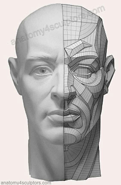 素描石膏像切面照片.清晰的头部体块转折weibo.