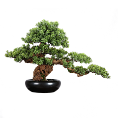 皮痒想挨打采集到花花草草
