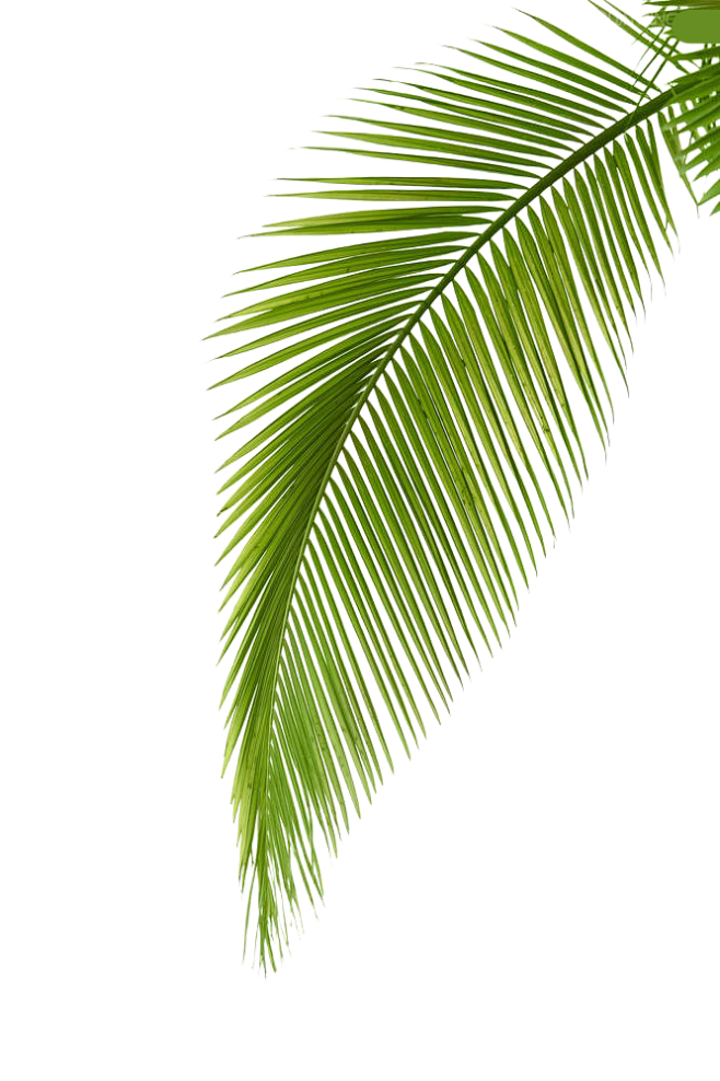椰树叶