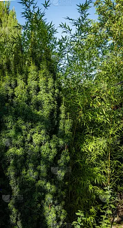美丽的高大的红豆杉的灌木巴卡塔金杉旁边的小路附近的乡村房子。特写镜头。常青花园景观。北高加索自然设计