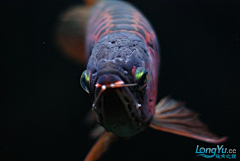 一个康采集到水族类型