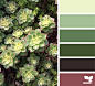 Succulents Archives | Page 5 of 9 | Design Seeds