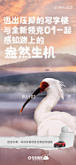 奇妙森林日 万物皆成趣
一路趣野第三季蓄势待发
两天后，汉中见！
#一路趣野 飞鸟部落# ​​​​