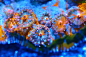 Kessil LED 矮缸LPS 60x35x25. P2全缸照. P4视频, 各种爆头. P5側面照 - 软珊瑚礁岩生态缸(LPS Reef Tank) - CMF海水观赏鱼论坛 - Powered by Discuz!