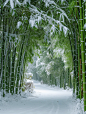 the green bamboo forest is covered with heavy snow, the foliage is lush and many leaves are covered with heavy snow, high definition, slr, refine, real shot, depth of depth, there is a path

--ar
 3:4